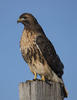 C093234croofm